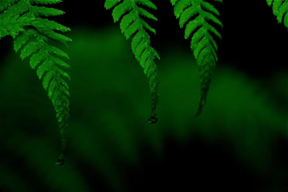 Free Image of Close Up of a Plant With Green Leaves 