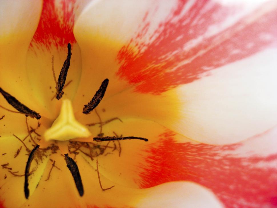 Free Image of flower close up 