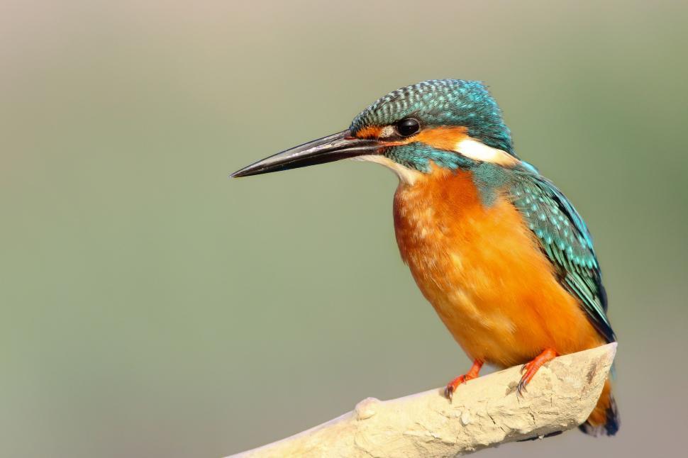Free Image of Colorful Bird Perched on Branch 