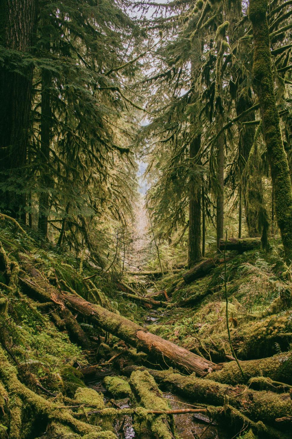 Free Image of A Stream Flowing Through a Lush Green Forest 