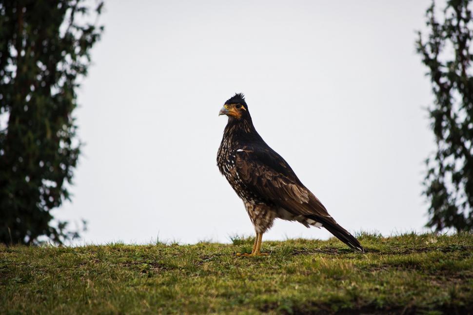 Free Image of Large Bird Standing on Top of Lush Green Field 