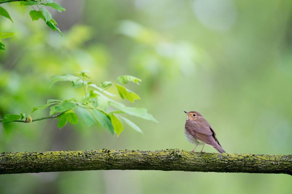 Free Image of Small Bird Perched on Tree Branch 