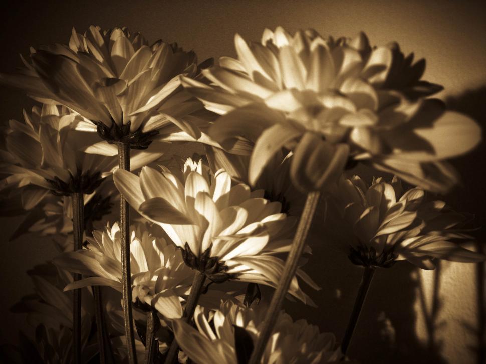 Free Image of white flowers 