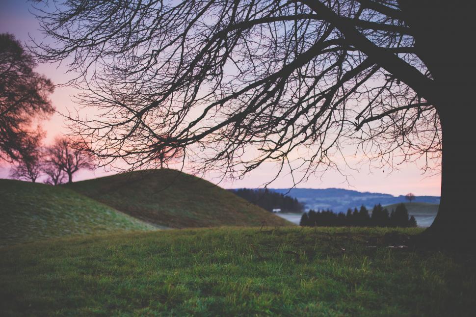 Free Image of Leafless Tree in Grassy Field 