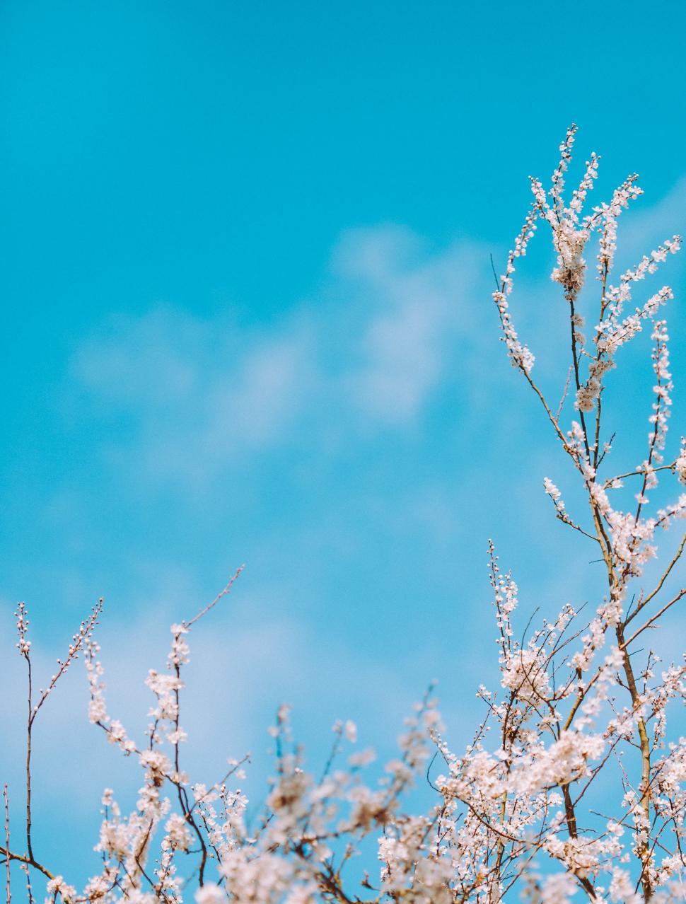 Free Image of Bird Perched on Top of Tree 