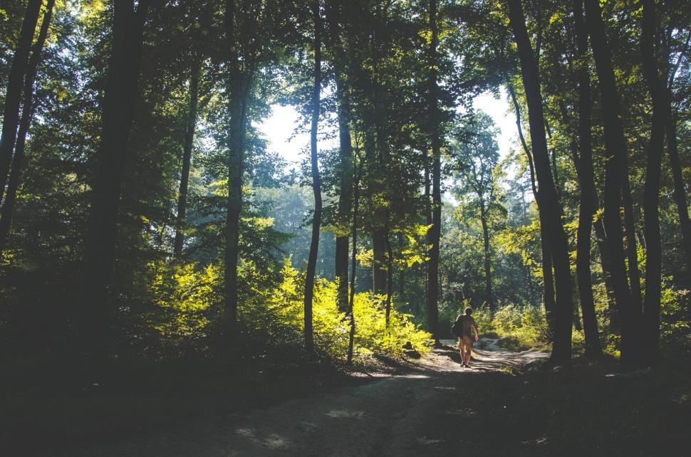 Free Image of Dirt Road Cutting Through Forest 