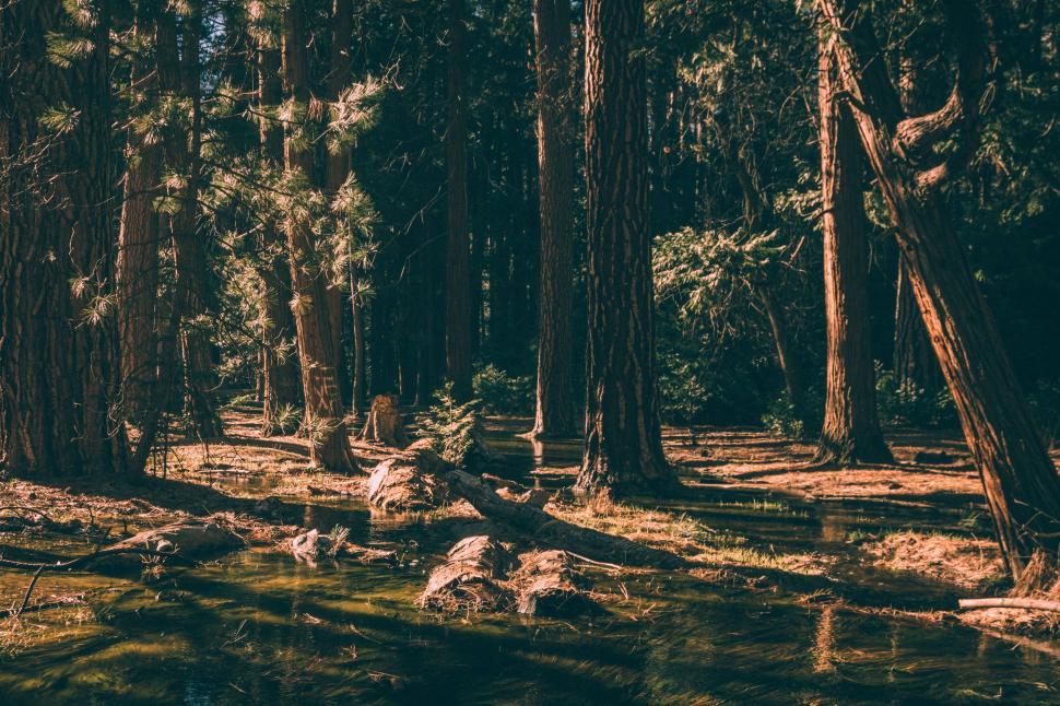 Free Image of Towering Trees Blanketing the Forest 