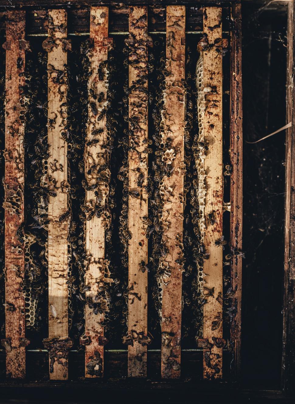 Free Image of Close Up of a Wooden Door With Peeling Paint 