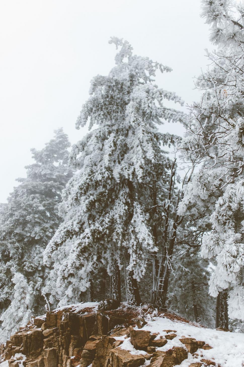 Free Image of Man Skiing Down Snow Covered Slope 