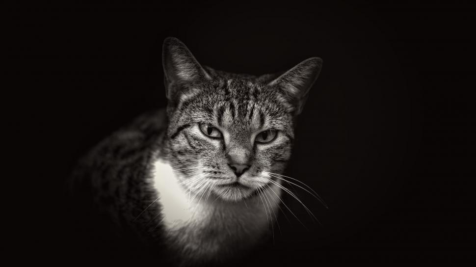 Free Image of A Black and White Cat 