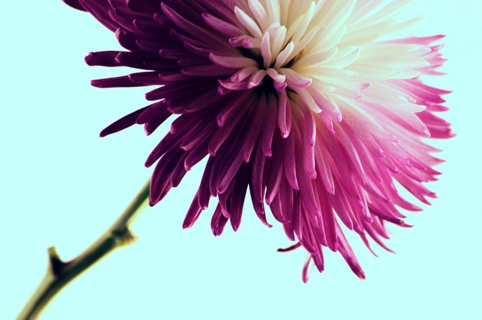 Free Image of Purple and White Flower With Blue Sky Background 