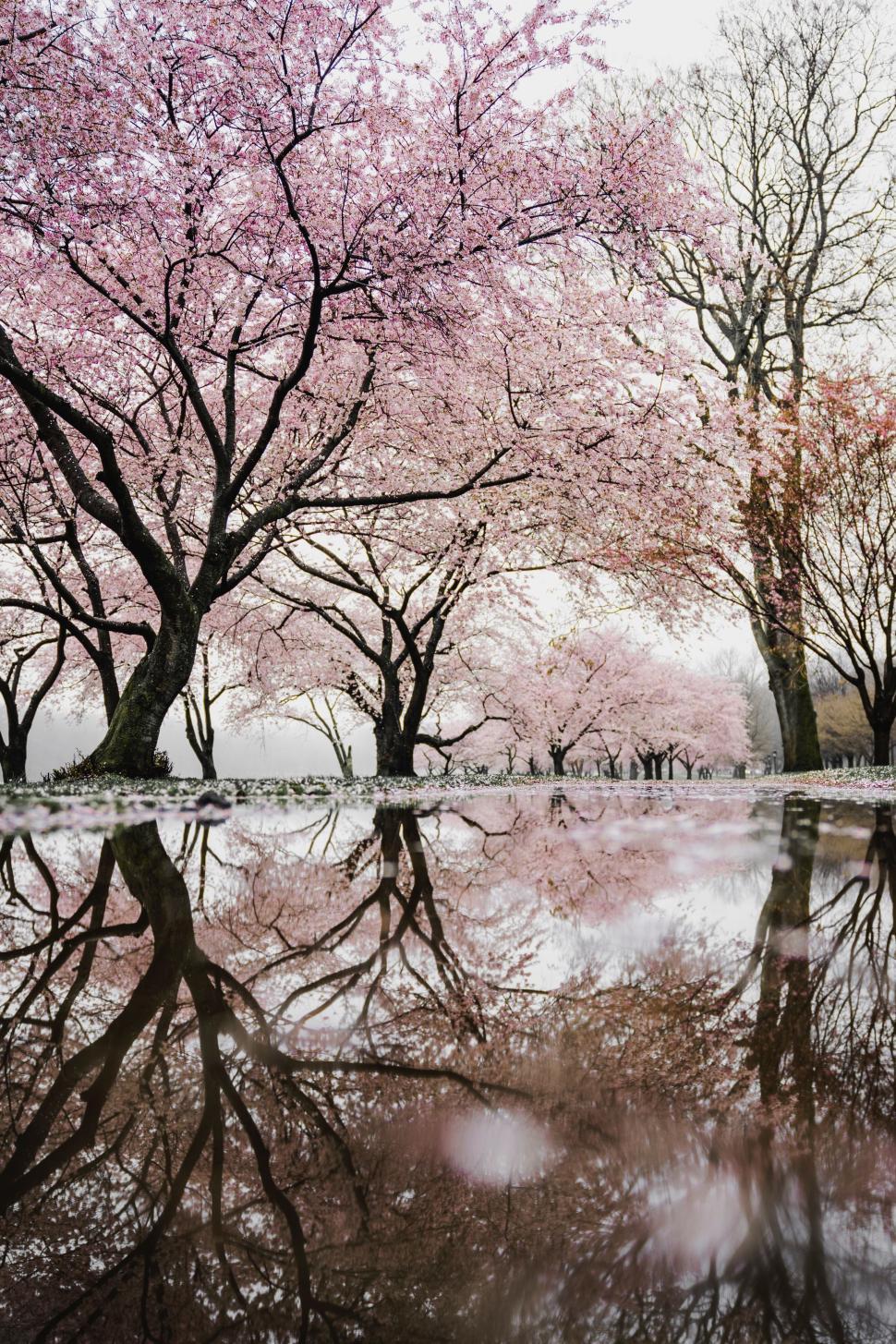 Free Image of Group of Trees Submerged in Water 