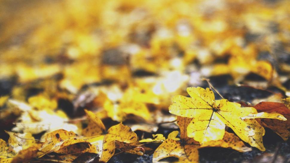 Free Image of Pile of Fallen Leaves on the Ground 