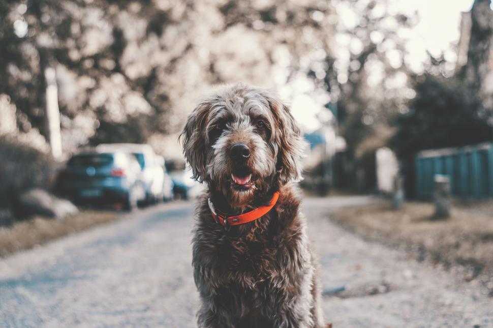 Free Image of Dog Sitting by Roadside 