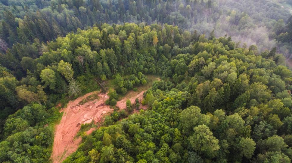 Free Image of Dirt Road Cutting Through Dense Forest 