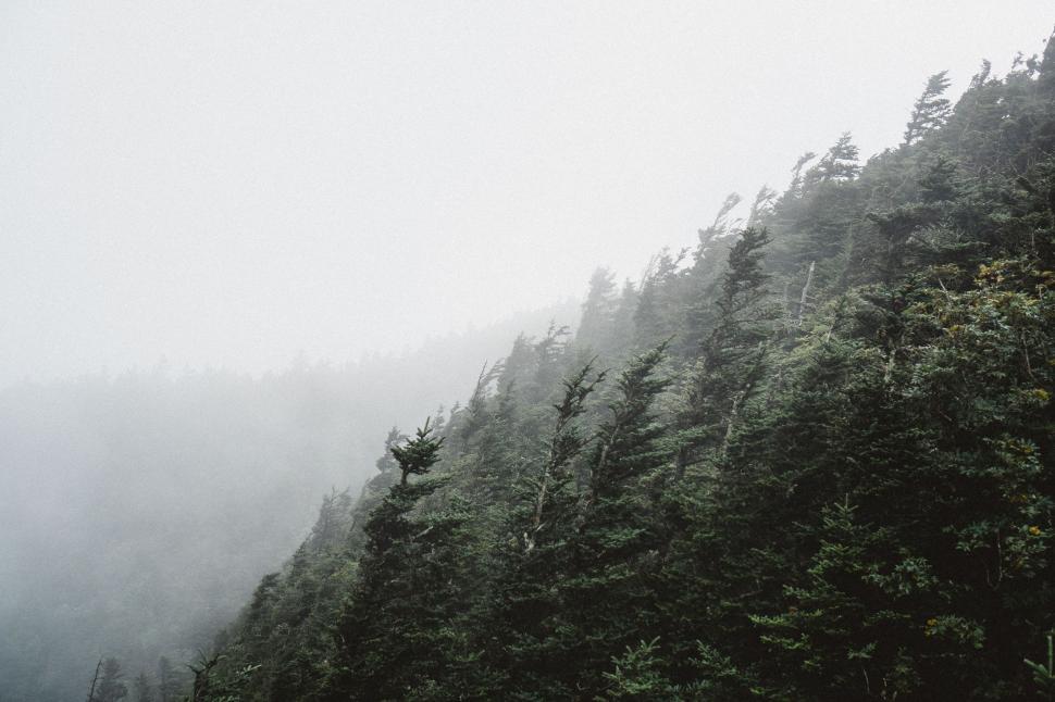 Free Image of Foggy Forest Landscape 