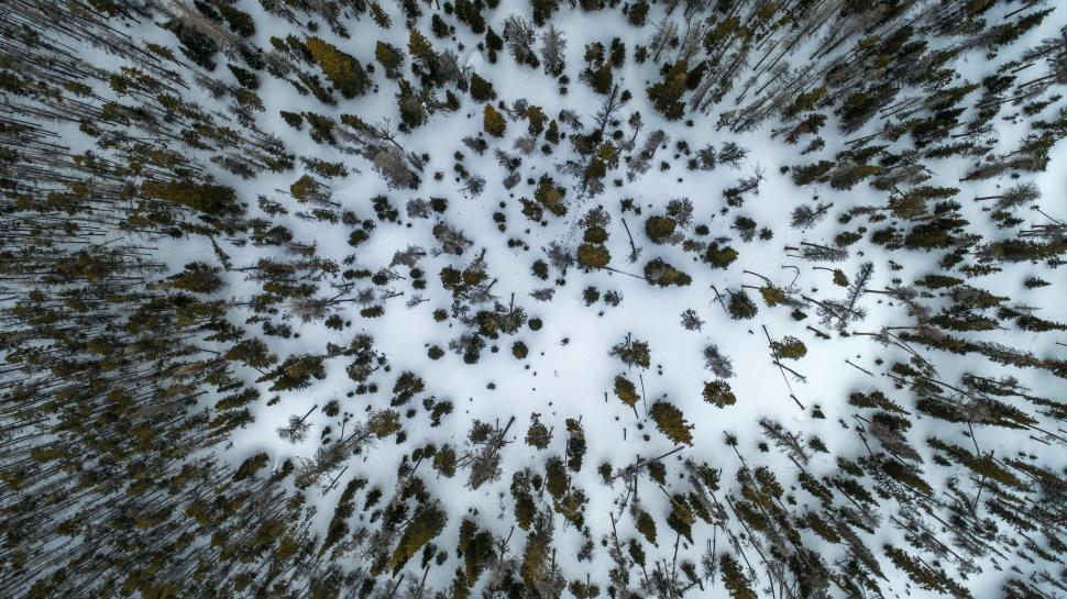 Free Image of Aerial View of Snow Covered Forest 