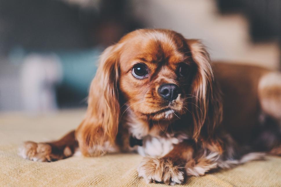 Free Image of Small Brown Dog Laying on Wooden Floor 