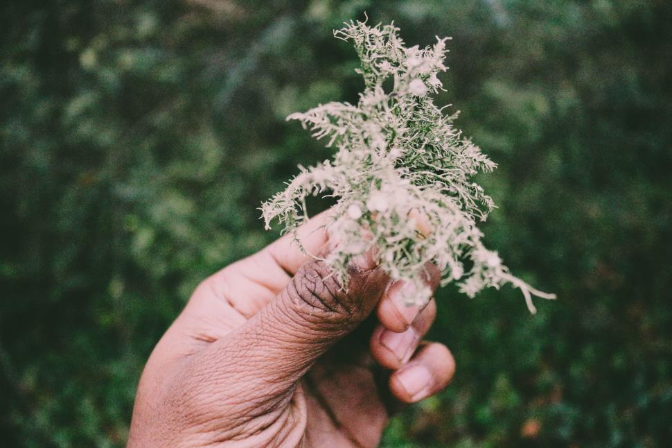 Free Image of Hand Holding Small White Flower in Field 