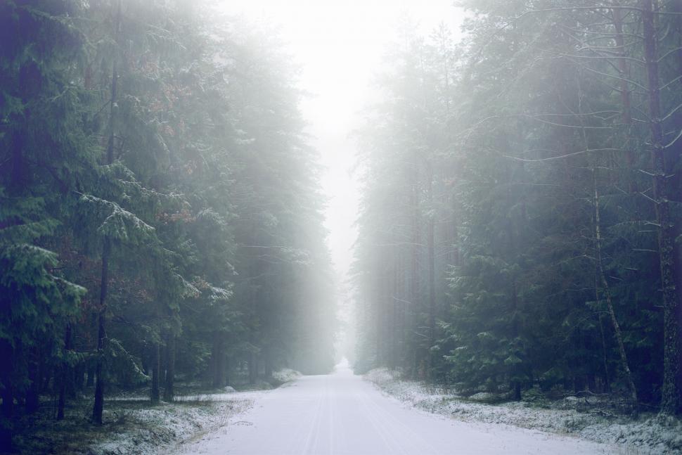 Free Image of Snow Covered Road Surrounded by Tall Trees 