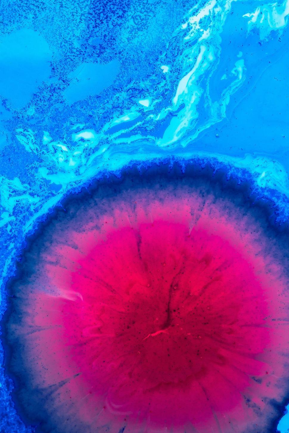 Free Image of Close Up of a Jellyfish in the Water 