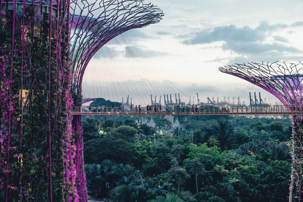 Free Image of Two Trees Growing Side by Side 