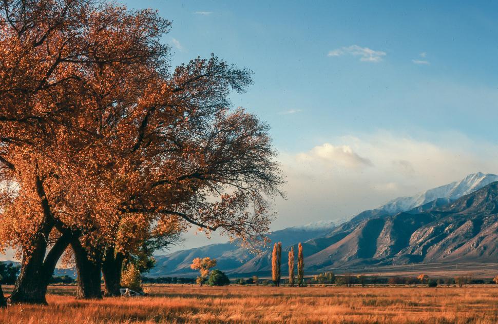 Free Image of Cottonwood trees 
