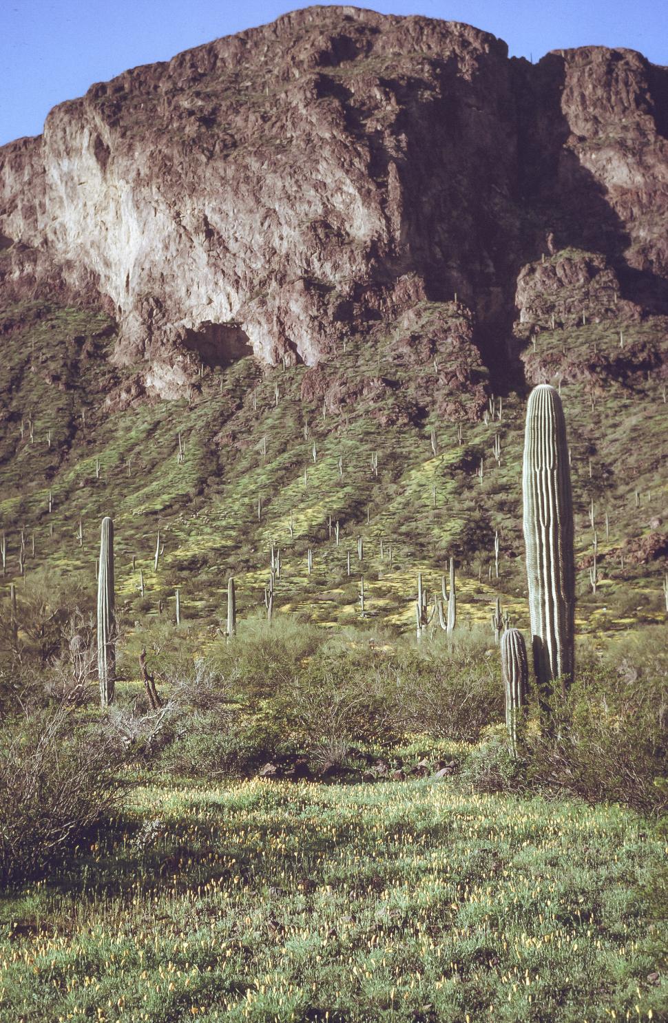 Free Image of Saguaro Cactus 