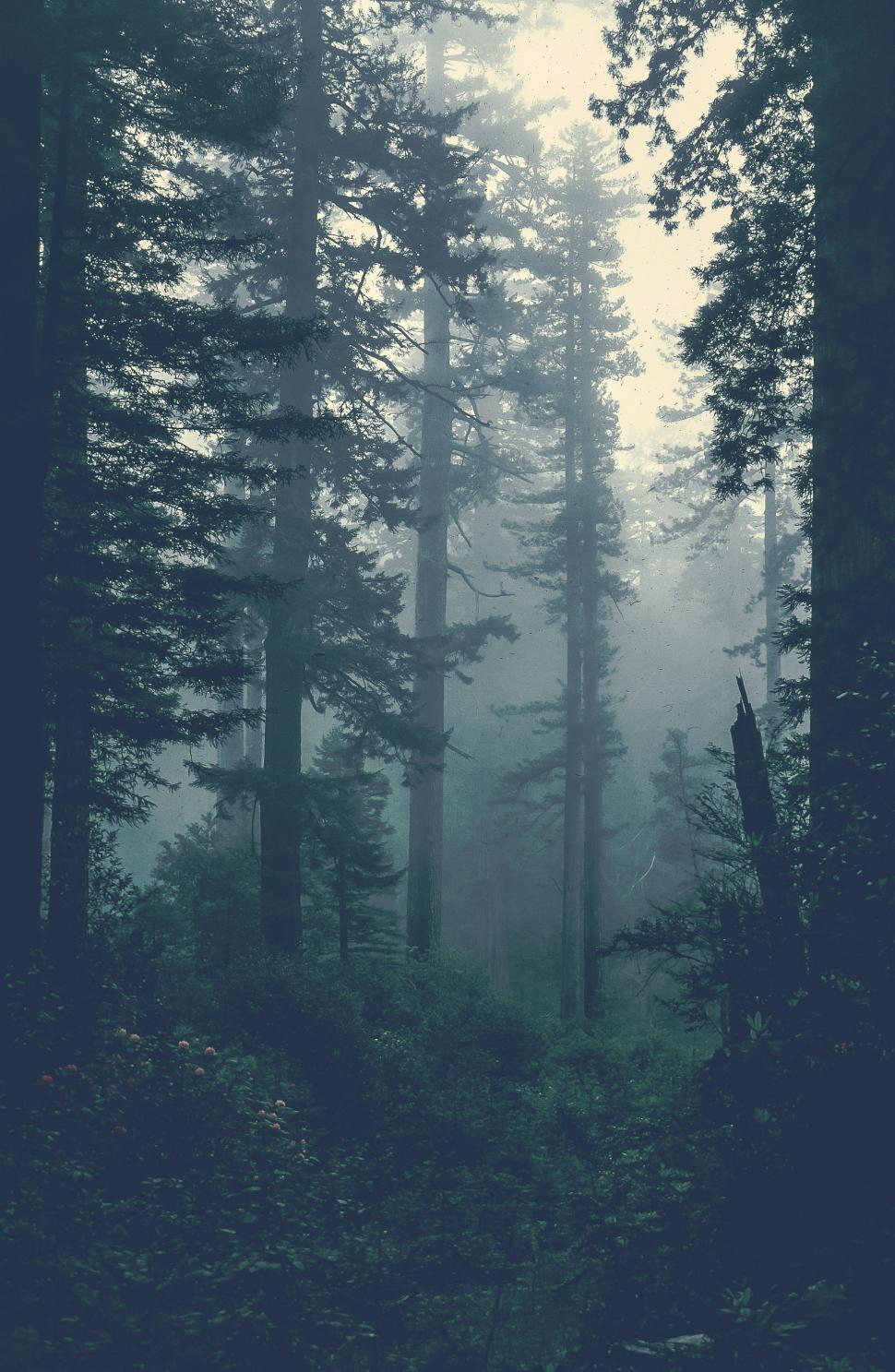 Free Image of Redwood Trees 