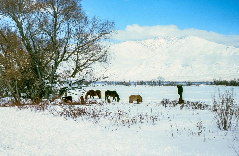 Free Image of Horses grazing in snow covered field 