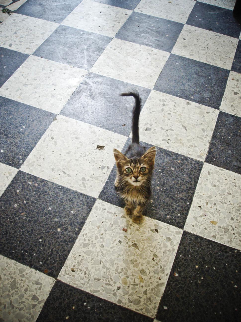 Free Image of Little Kitten 