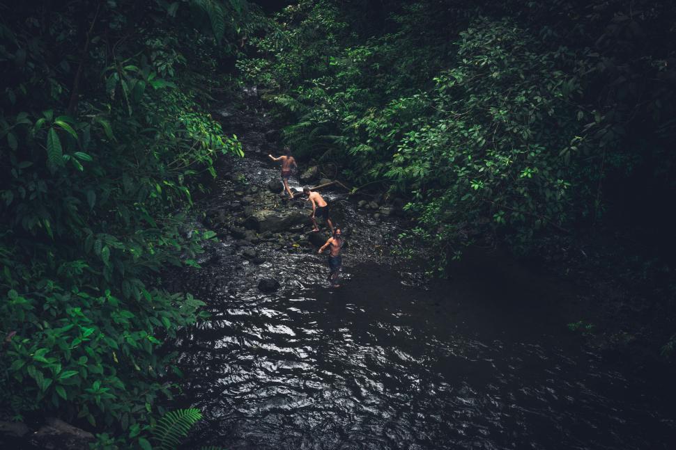 Free Image of Stream Flowing Through Lush Green Forest 