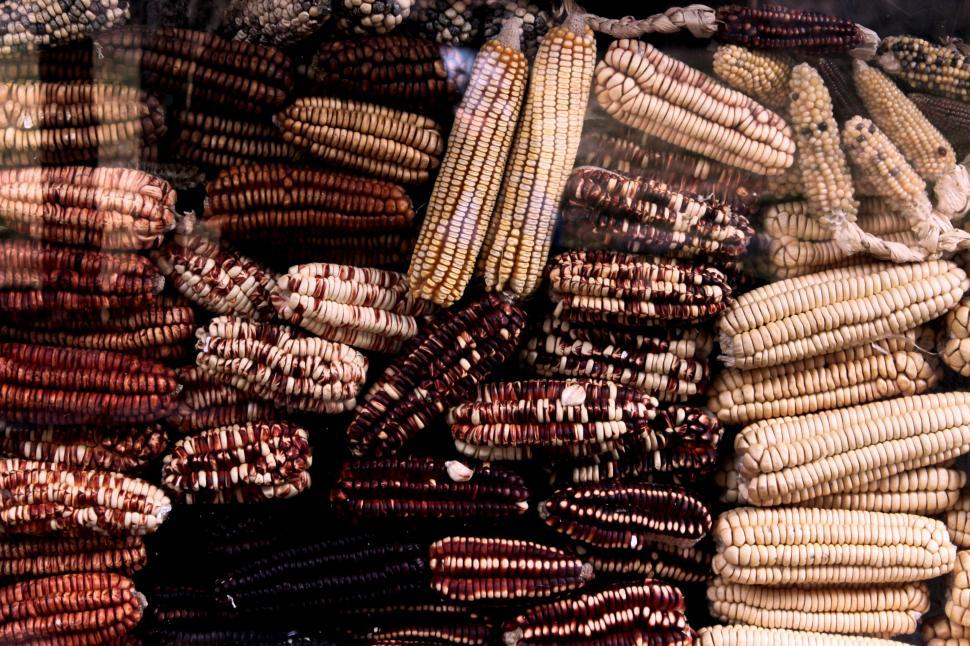 Free Image of A Pile of Corn 