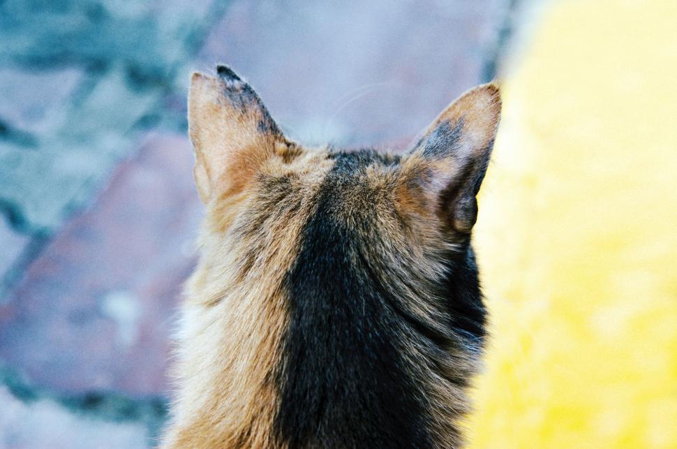 Free Image of Dog Looking Up at Something 
