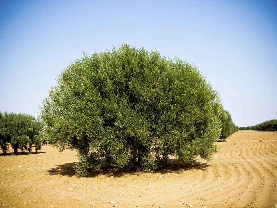 Free Image of Olive Tree in the Desert 
