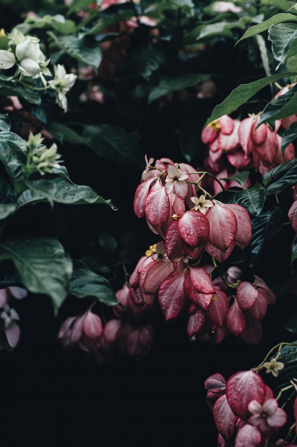 Free Image of Cluster of Flowers Growing on a Tree 