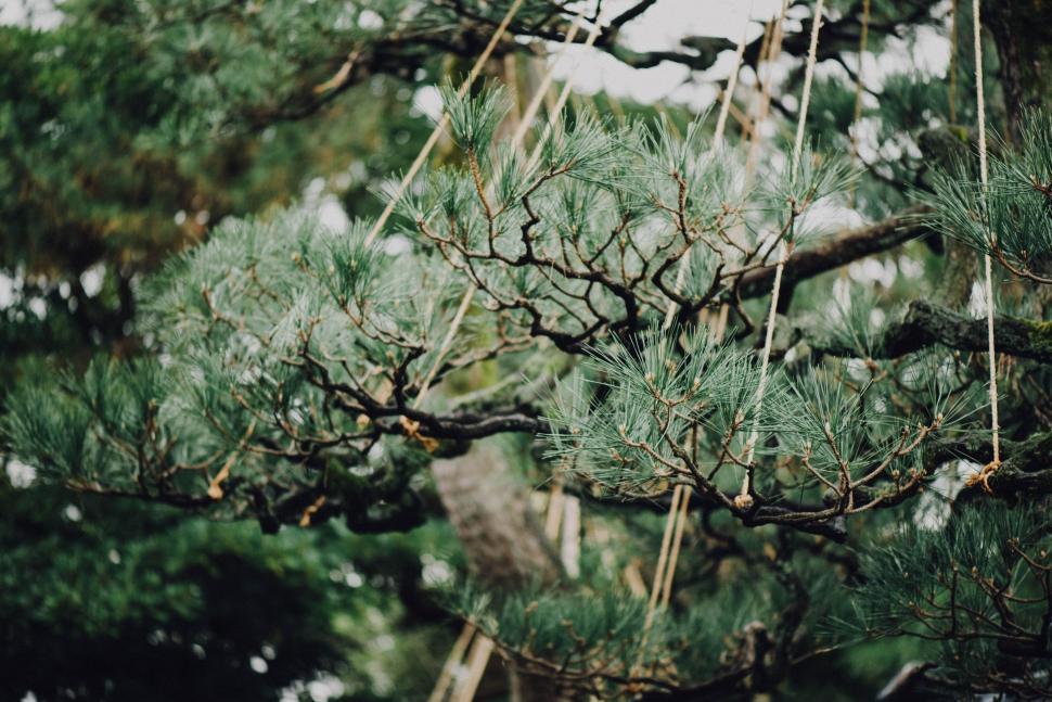 Free Image of Close Up of a Pine Tree Branch 