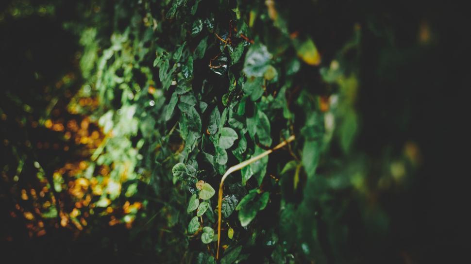 Free Image of Close Up of a Tree With Green Leaves 