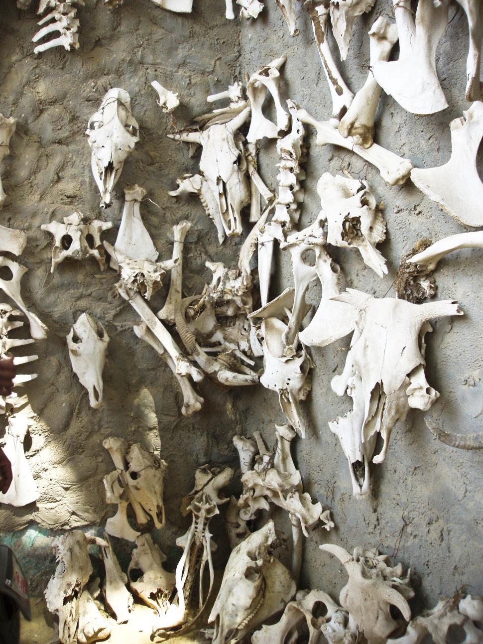 Free Image of Animal bones 