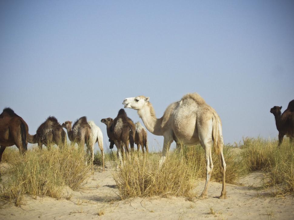 Free Image of Camels 