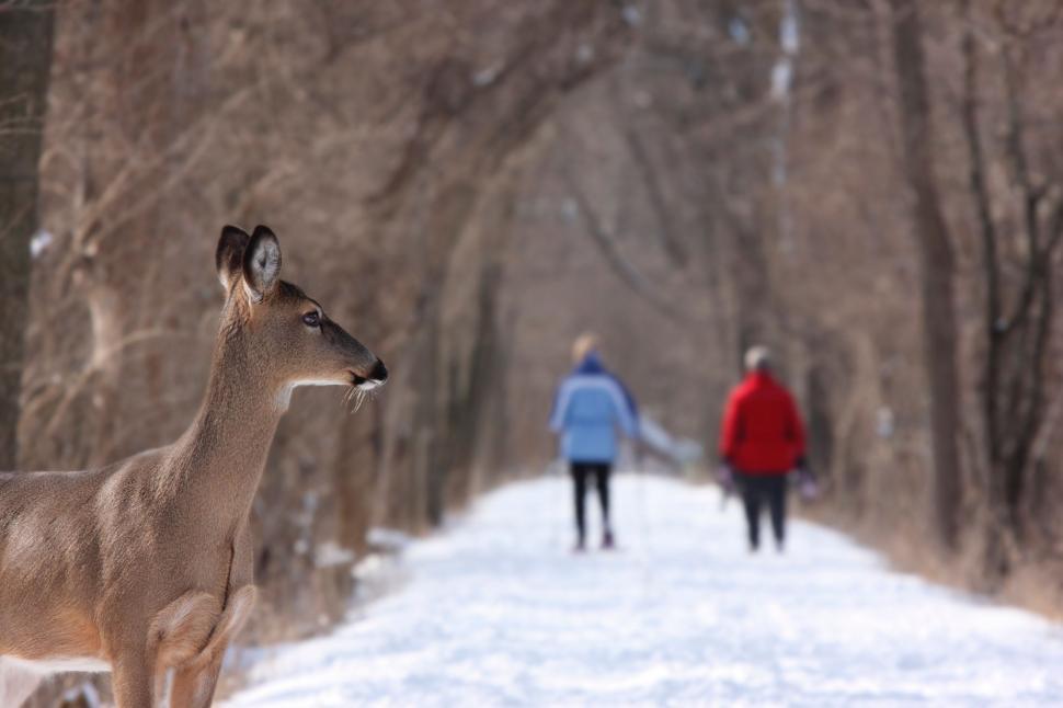 Free Image of Couple Walking Down Snow-Covered Road 