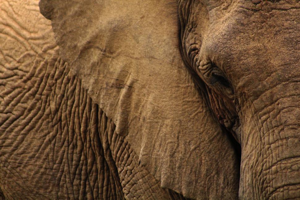 Free Image of Close Up View of an Elephants Face 