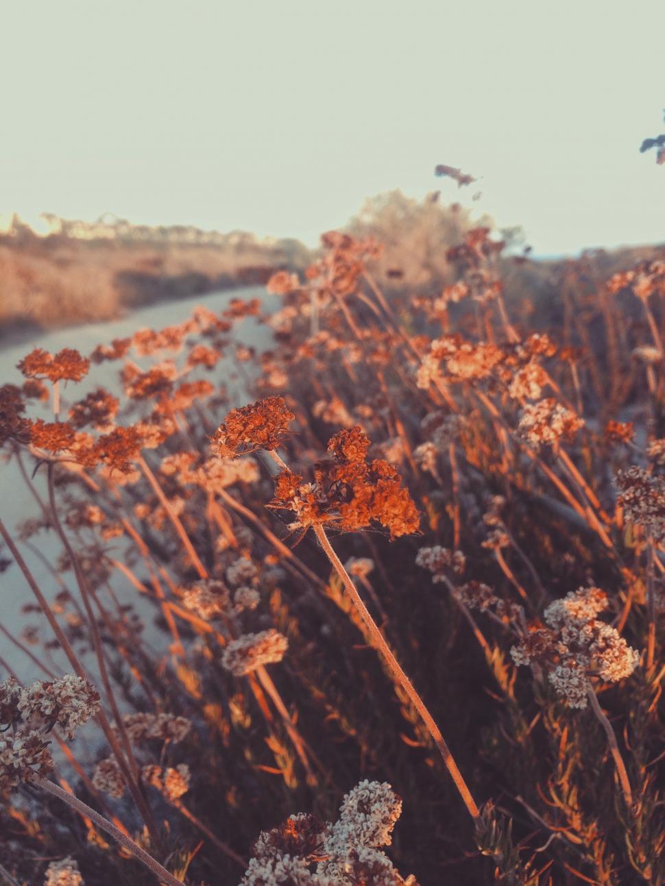 Free Image of Vibrant Field of Flowers Next to Water 