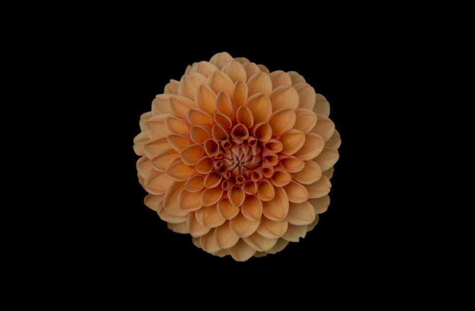 Free Image of Large Orange Flower on Black Background 