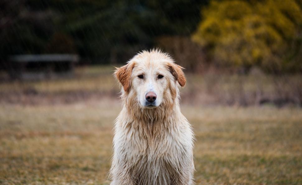 Free Image of Shaggy White Dog Standing in a Field 