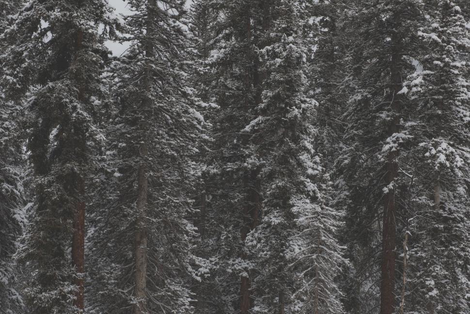 Free Image of Snow Covered Trees in Black and White 