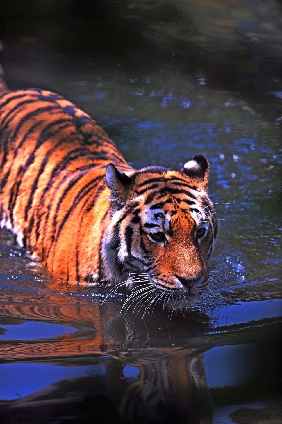 Free Image of Tiger Swimming in a Body of Water 