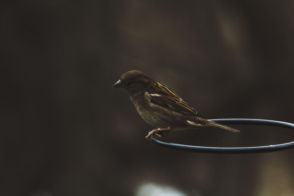 Free Image of Bird Perched on Wire 