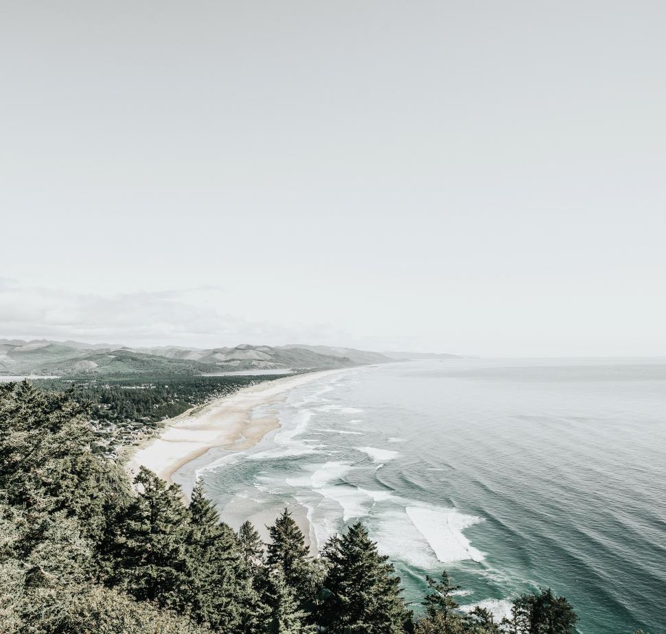 Free Image of Beach and Trees in Black and White 
