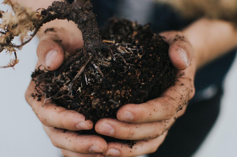 Free Image of Person Holding a Plant in Their Hands 